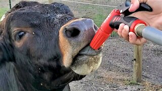 Rescued calves have a ball learning to drink from a hose