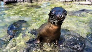 Baby sea lions playing in a tidal pool will warm your heart!