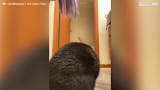 Cat with tape on paws "dances" like Michael Jackson