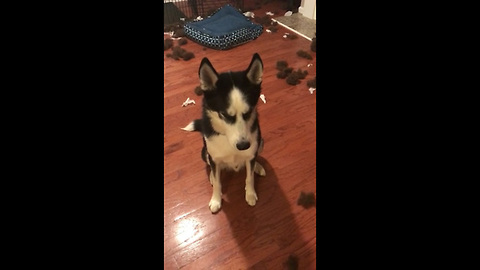 Hilarious Guilty Husky Won't Let His Owner Scold Him