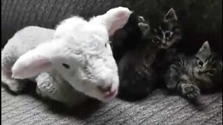 Et lam og kattunger former et uventet vennskap