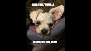 Rumble/Bitchute Hot Take Exclusive: Nov 28th News Blast!