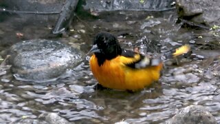 Stunningly colored oriole enjoys bath in backyard pond