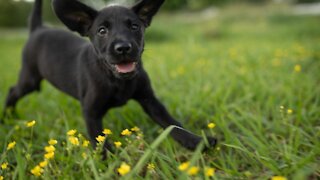 How To Safely Correct Your Dog And Have a Better Relationship Through Training