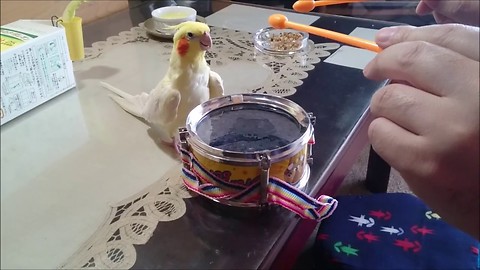 Cockatiel Hears Owner Tapping On Drum, Responded in a Way No One Expected