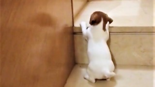 Puppy adorable struggles to conquer stairs