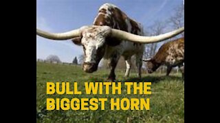 bull with the biggest horn in the world
