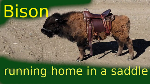 Baby bison runs home in a saddle