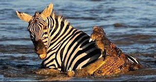 Wildlife Animals Crocodile Attacks to Zebra 2021