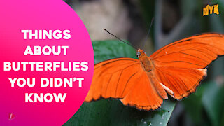 Top 4 Facts About Butterflies