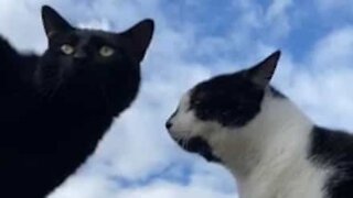 Vídeo inédito mostra conversa entre dois gatos