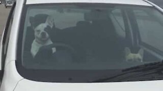 Impatient dog honks car horn to hurry up owner