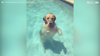 Les chiens aussi peuvent se relaxer à la piscine