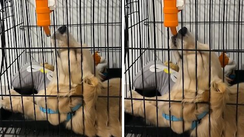 Puppy can't decide if he wants to sleep or drink water