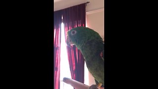 Parrot Sings A Beautiful Duet With Its Human