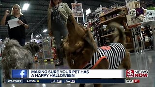 Making Sure Your Pet Has a Happy Halloween