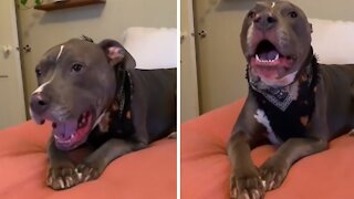 Vocal Pit Bull Engages In Hilarious Argument With Owner