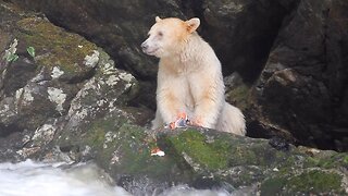 Stunning Spirit Bear Spotted Eating Salmon On Side Of River