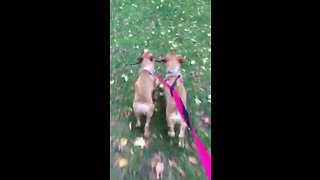 Puppy best friends preciously carry stick together