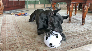Funny Great Dane Loves To Nibble On Her Soccer Ball