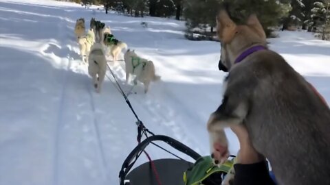Little puppy can't contain excitement to be a sled dog