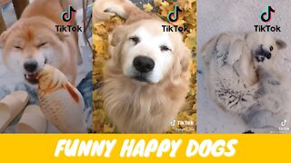 HAPPY DOG | Funny dogs videos - Your BEST FRIEND