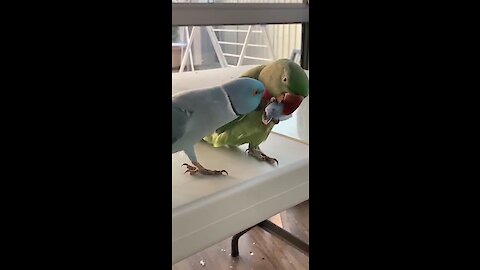 Parrot gives best friend kisses, complete with kissing sounds!