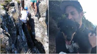 Hund bliver reddet fra Taffelbjerget i Sydafrika