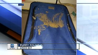 Dead puppy found in abandoned suitcase