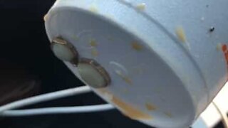 Why you shouldn't leave earring in your car's cup holder