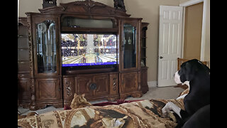 Great Dane & Cat Watch Queen Elizabeth's Funeral In Florida USA