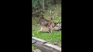Fawn Drinks From His Mother
