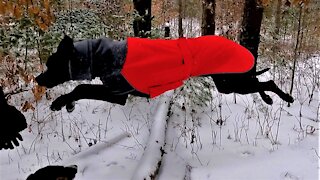 Sheer joy for Great Dane puppy galloping in snowy forest
