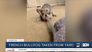 Bakersfield French Bulldog owner discusses theft of her dog