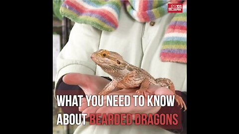 What You Need To Know About Bearded Dragons