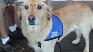 Therapy Dogs return to Appleton International Airport