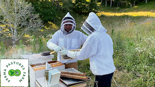 Summer Honey Harvest: 4 1/2 Gallons!