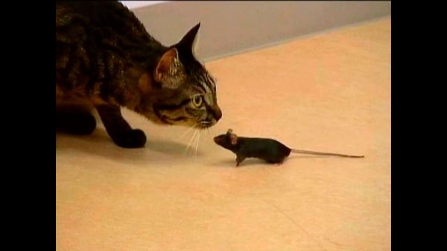 Cat And Mouse Best Friends