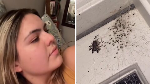 Giant spider with dozens of babies spotted in girl's bedroom