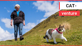 The adorable cat which loves going HILLWALKING with her owner
