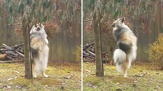 Standing dog takes a walk in the yard