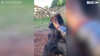 Gorila recusa a falar com visitante de zoo