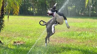 Great Dane puppy loves jumping through the sprinklers