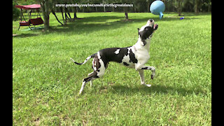 Galloping Great Dane Out Races His Jolly Ball