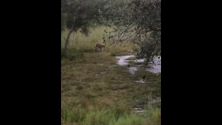 Florida Panther sighting