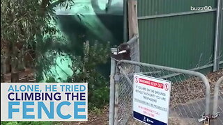 Mama Koala Rescues Baby Trapped On the Other Side of A Fence