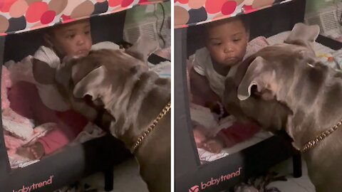 Dog lovingly plays with baby in the crib