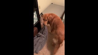 Golden Retriever can't go to bed without his favorite blanket