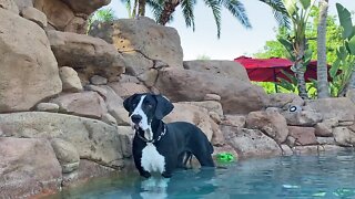 Great Dane puppy takes first steps into the pool
