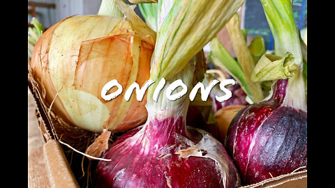 FOODIE || Farm-To-Table: Onions (2022)